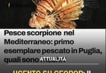 Ugento su Geopop: il pesce scorpione nel nostro mare diventa un caso nazionale