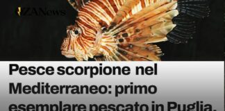 Ugento su Geopop: il pesce scorpione nel nostro mare diventa un caso nazionale