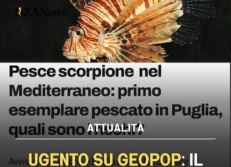 Ugento su Geopop: il pesce scorpione nel nostro mare diventa un caso nazionale