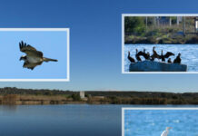 De Franco si presenta alla guida del Parco di Ugento Nuovo direttore per il Parco Litorale di Ugento.