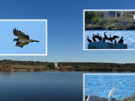 Nuovo direttore per il Parco Litorale di Ugento.