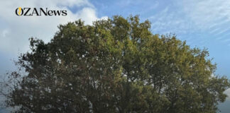 Taviano–Melissano, successo per la prima passeggiata naturalistica sulla “Via della Grande Quercia” Via Grande Quercia: recupero strade rurali Salento