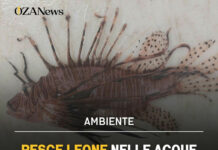 Pesce Leone avvistato a Ugento: allarme per l’ecosistema salentino Pesce Leone a Ugento: Allarme Specie Aliena nel Salento