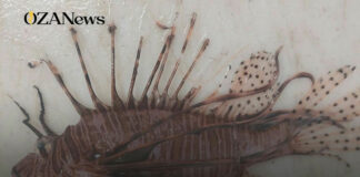 Pesce Leone avvistato a Ugento: allarme per l’ecosistema salentino Pesce Leone a Ugento: Allarme Specie Aliena nel Salento