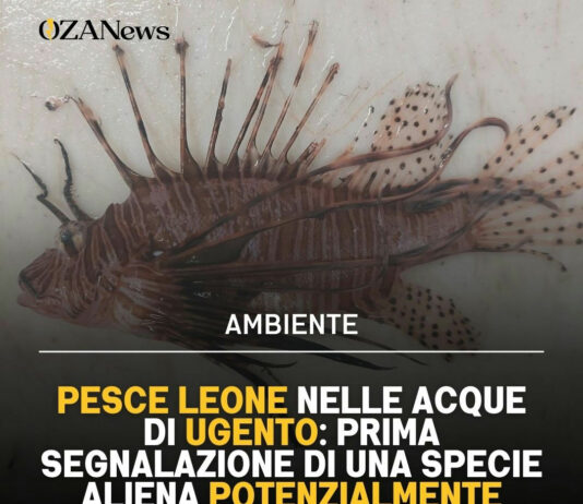 Pesce Leone avvistato a Ugento: allarme per l’ecosistema salentino Pesce Leone a Ugento: Allarme Specie Aliena nel Salento