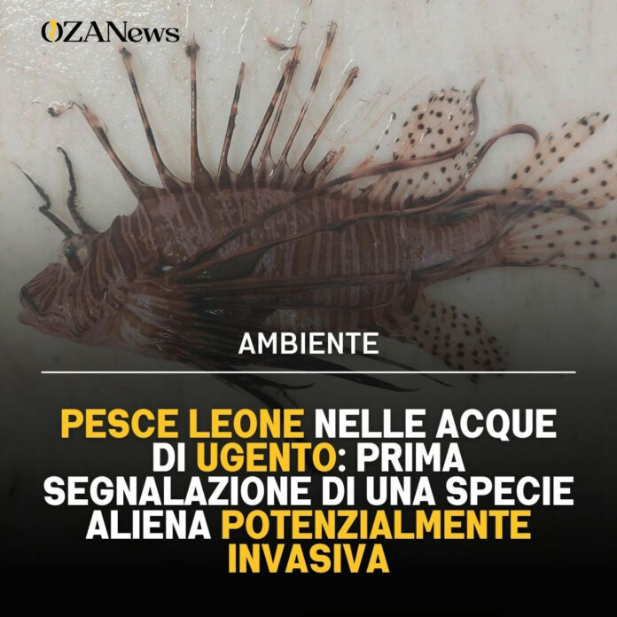 Pesce Leone a Ugento: Allarme Specie Aliena nel Salento
