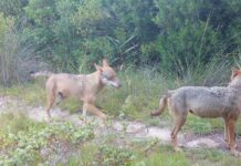 Salento, nuovo protocollo per il monitoraggio dei lupi Nuovo Protocollo d’intesa per il monitoraggio dei lupi e dei mammiferi nel Salento: lunedì 20 aprile la firma in Provincia con gli Enti Parco