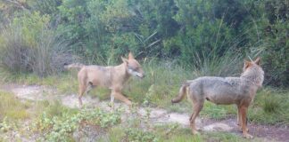 Salento, nuovo protocollo per il monitoraggio dei lupi Nuovo Protocollo d’intesa per il monitoraggio dei lupi e dei mammiferi nel Salento: lunedì 20 aprile la firma in Provincia con gli Enti Parco
