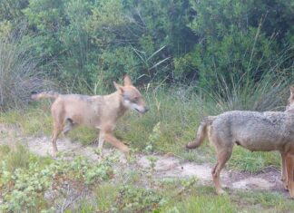Salento, nuovo protocollo per il monitoraggio dei lupi Nuovo Protocollo d’intesa per il monitoraggio dei lupi e dei mammiferi nel Salento: lunedì 20 aprile la firma in Provincia con gli Enti Parco