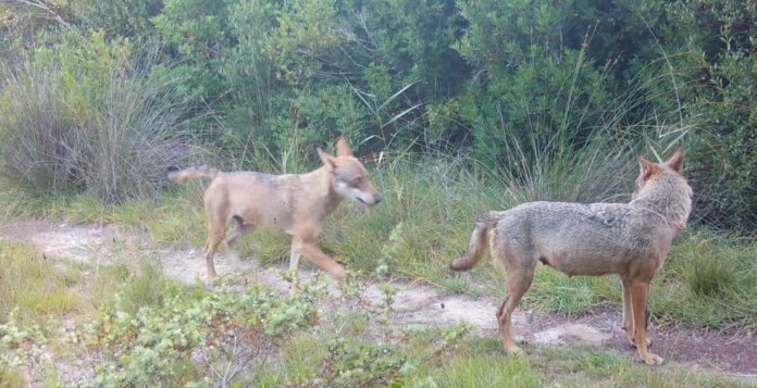 Nuovo Protocollo d’intesa per il monitoraggio dei lupi e dei mammiferi nel Salento: lunedì 20 aprile la firma in Provincia con gli Enti Parco