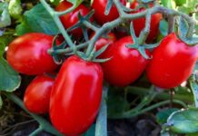 Pomodoro da industria, manca ancora l’intesa sul prezzo: Cia Puglia parla di ritardi penalizzanti per i produttori Pomodori da industria maturi su pianta