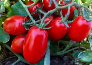 Pomodori da industria maturi su pianta