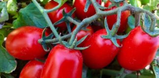Pomodoro da industria, manca ancora l’intesa sul prezzo: Cia Puglia parla di ritardi penalizzanti per i produttori Pomodori da industria maturi su pianta