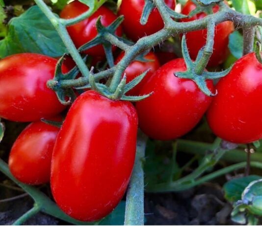 Pomodoro da industria, manca ancora l’intesa sul prezzo: Cia Puglia parla di ritardi penalizzanti per i produttori Pomodori da industria maturi su pianta