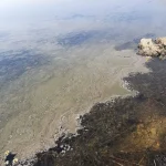 Immagine 3: La segnalazione degli amanti della natura: liberate i canali di Torre Mozza - Puglia