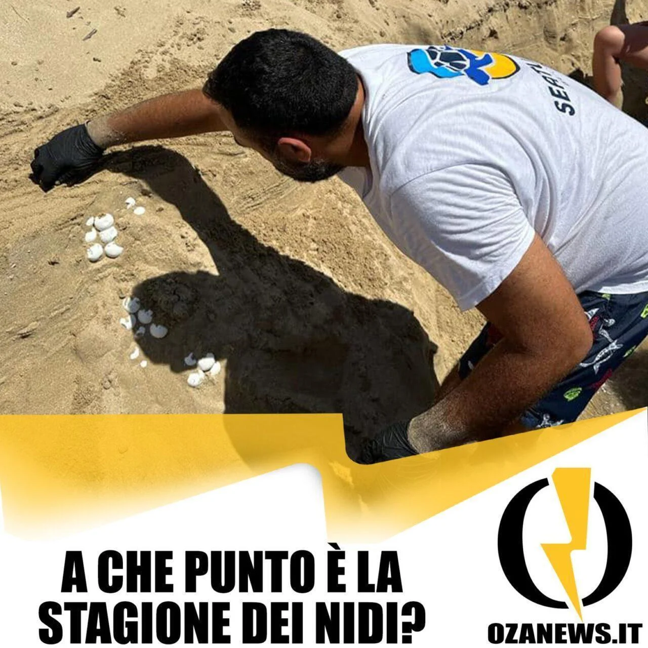 A che punto è la stagione della nidificazione delle tartarughe?