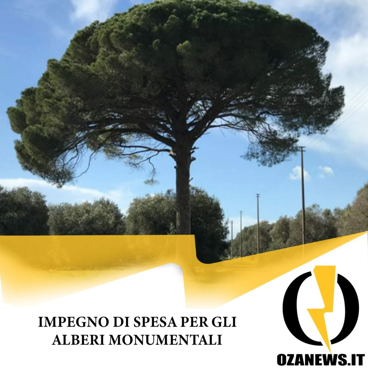Salvate gli “alberi” monumentali: via al programma di censimento e valorizzazione