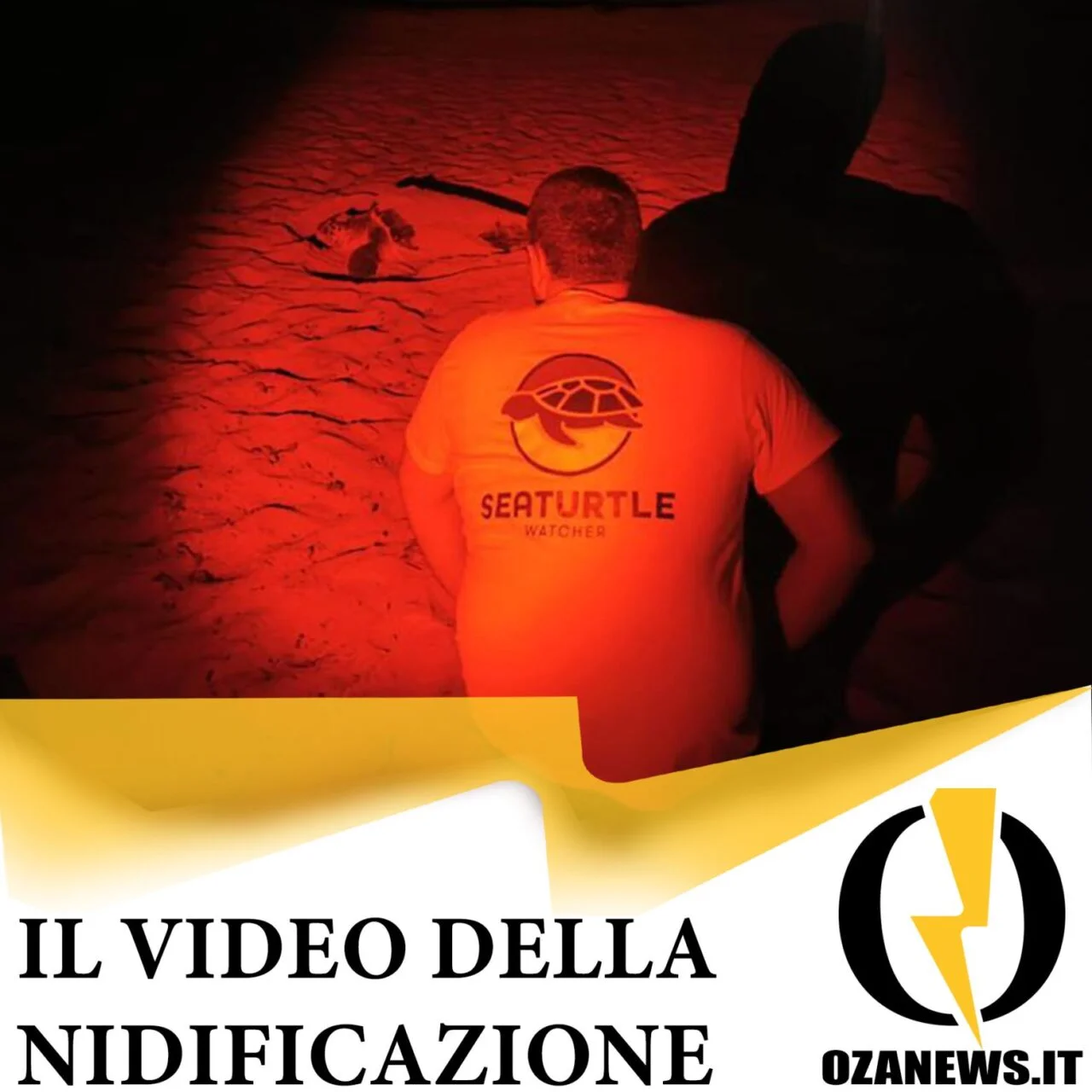 Un’altra caretta caretta nidifica a Torre San Giovanni – VIDEO –