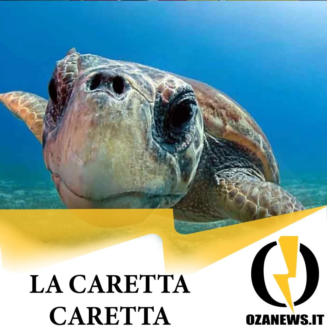 Conoscere per custodire: la caretta caretta
