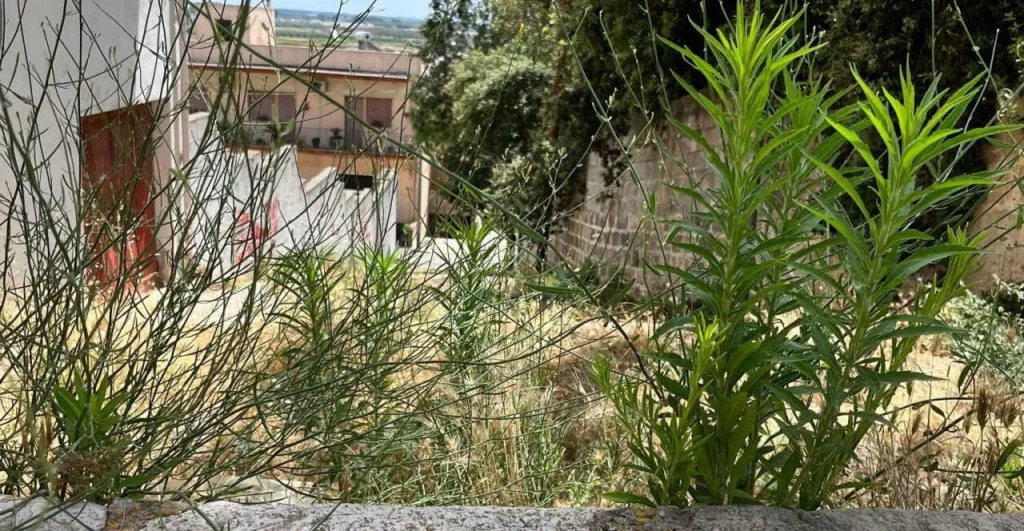 Immagine 1: Giulio Lisi all’attacco su decoro urbano e piste ciclabili - Ugento
