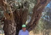 Immagine 1: Oliveti sradicati e agricoltori ridotti alla fame: l&rsquo;allarme di Italia Olivicola e CIA sulle violenze in Palestina - Basso Salento