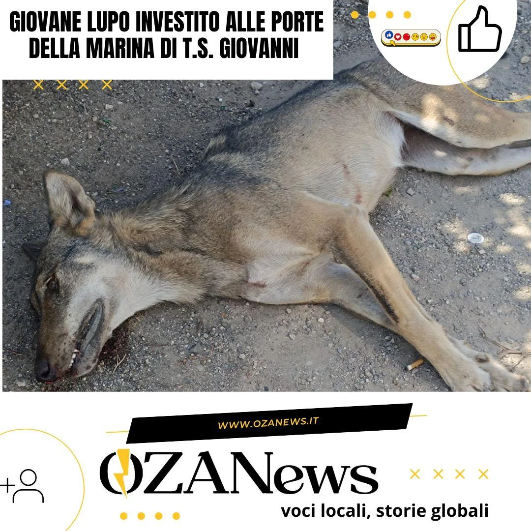 Torre San Giovanni – Giovane lupo investito alle porte della marina