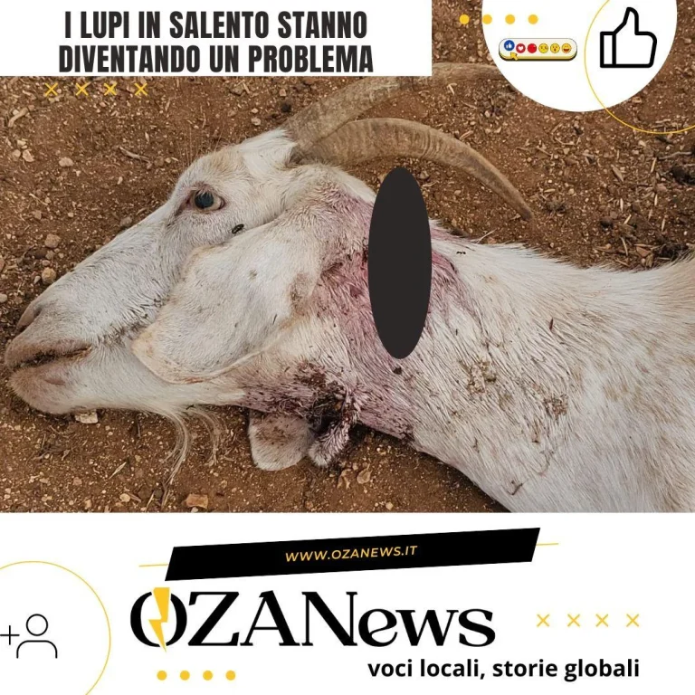 I lupi in Salento diventano un problema