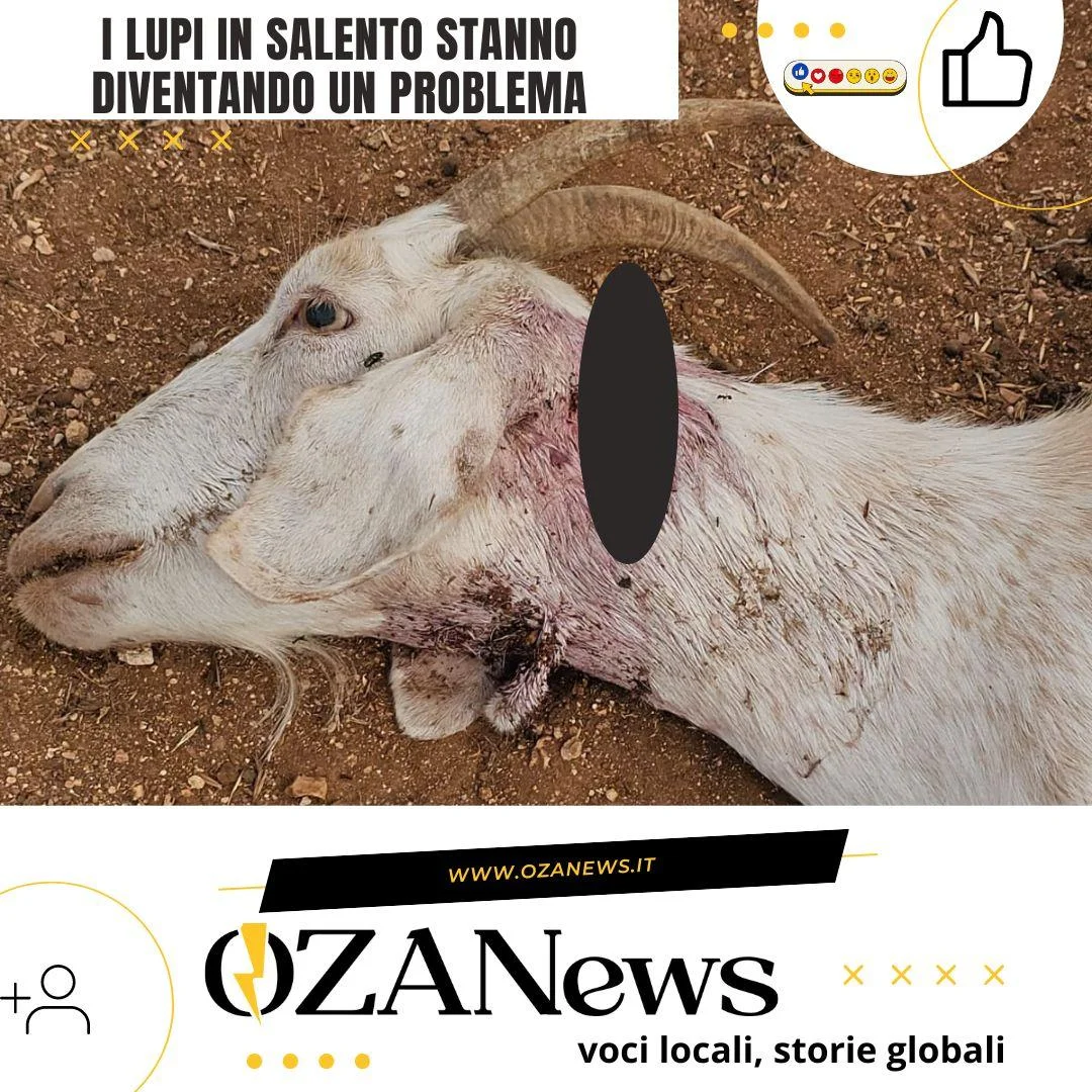 I lupi in Salento diventano un problema