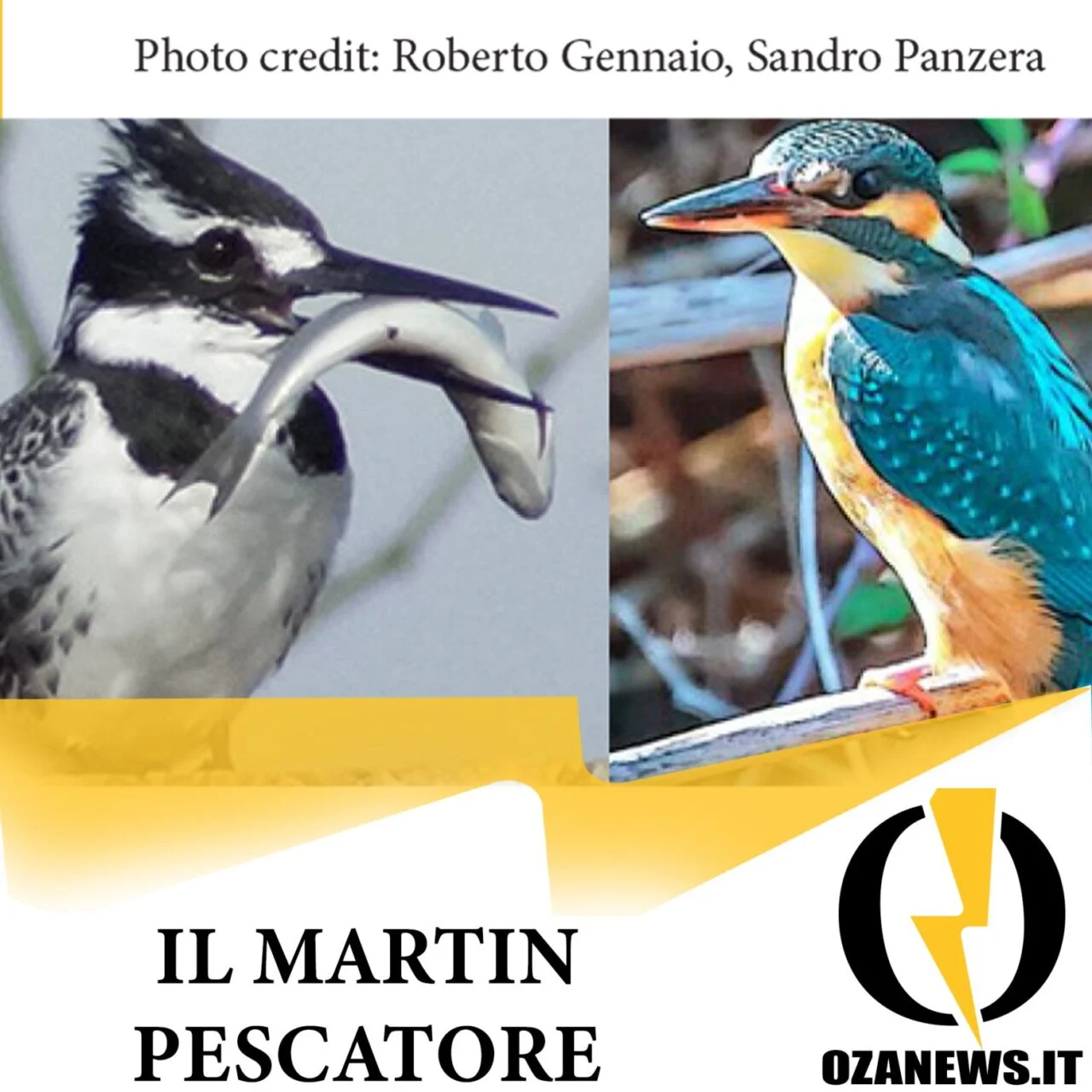 Il martin Pescatore nel parco Litorale di Ugento