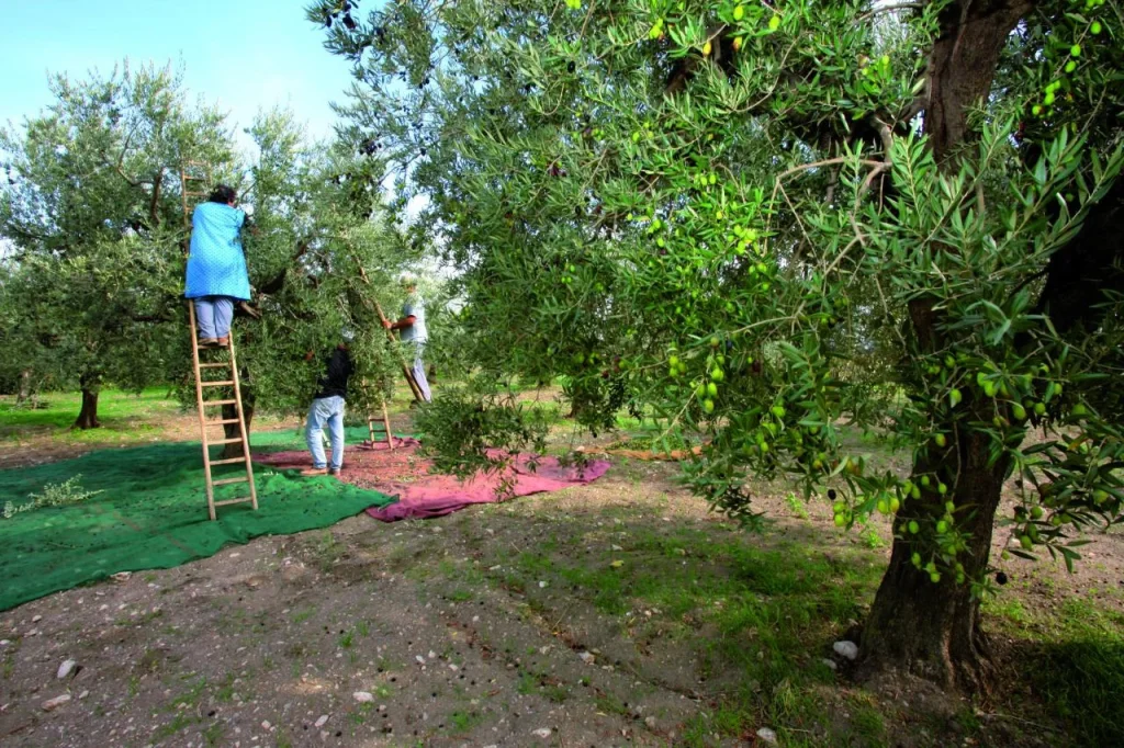 Immagine 5: OLEOTURISMO, UNA NUOVA OPPORTUNITÀ PER CONOSCERE E DEGUSTARE LA PUGLIA - Puglia
