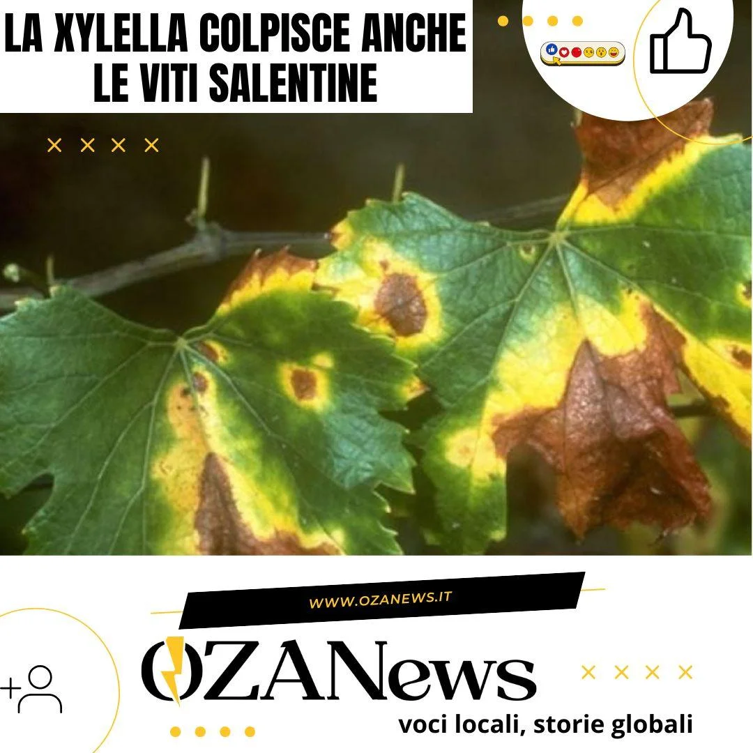 Xylella fastidiosa nel settore vitivinicolo: emergenza e strategie di intervento