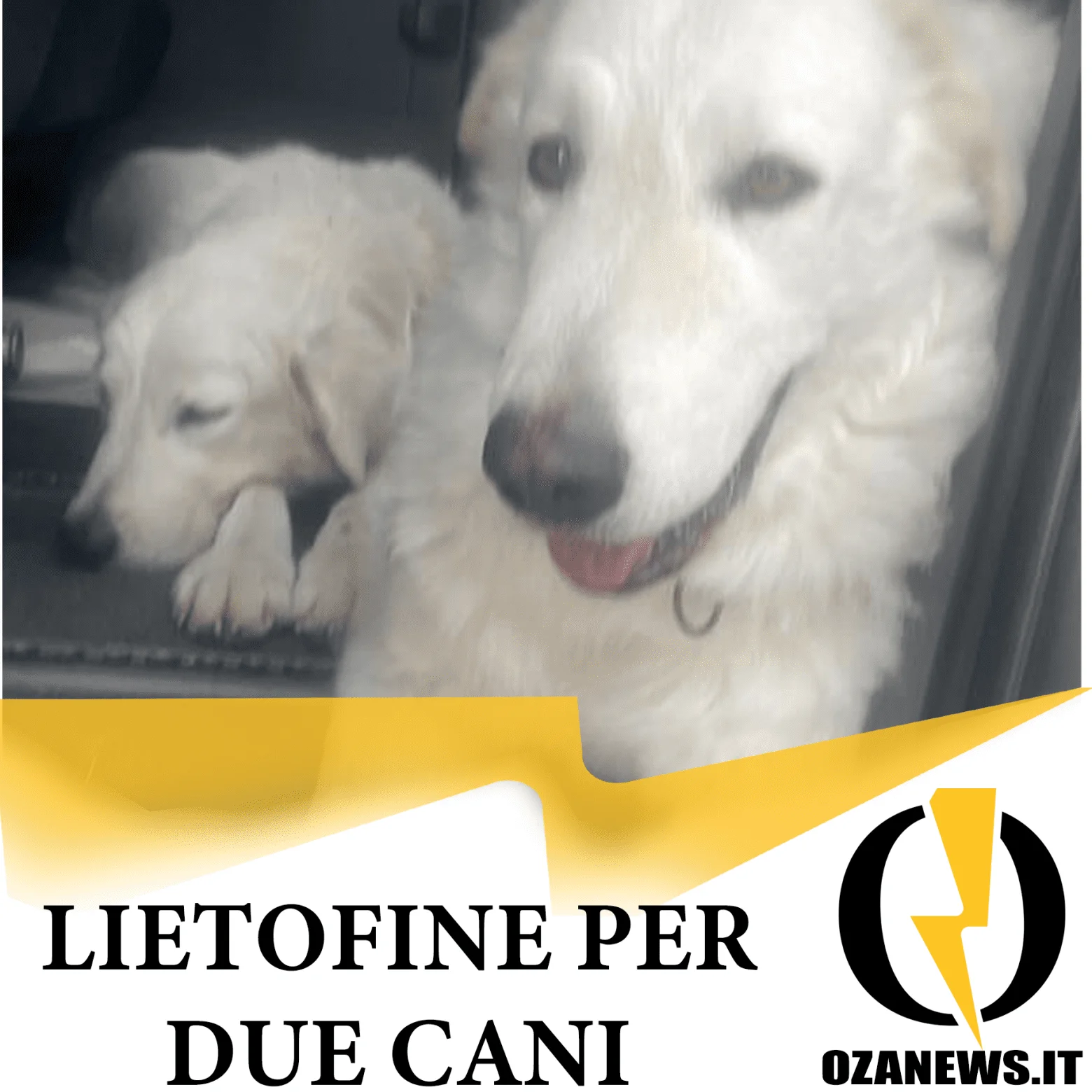 5 ore in macchina ad aspettare i vigili: finisce bene per due cani
