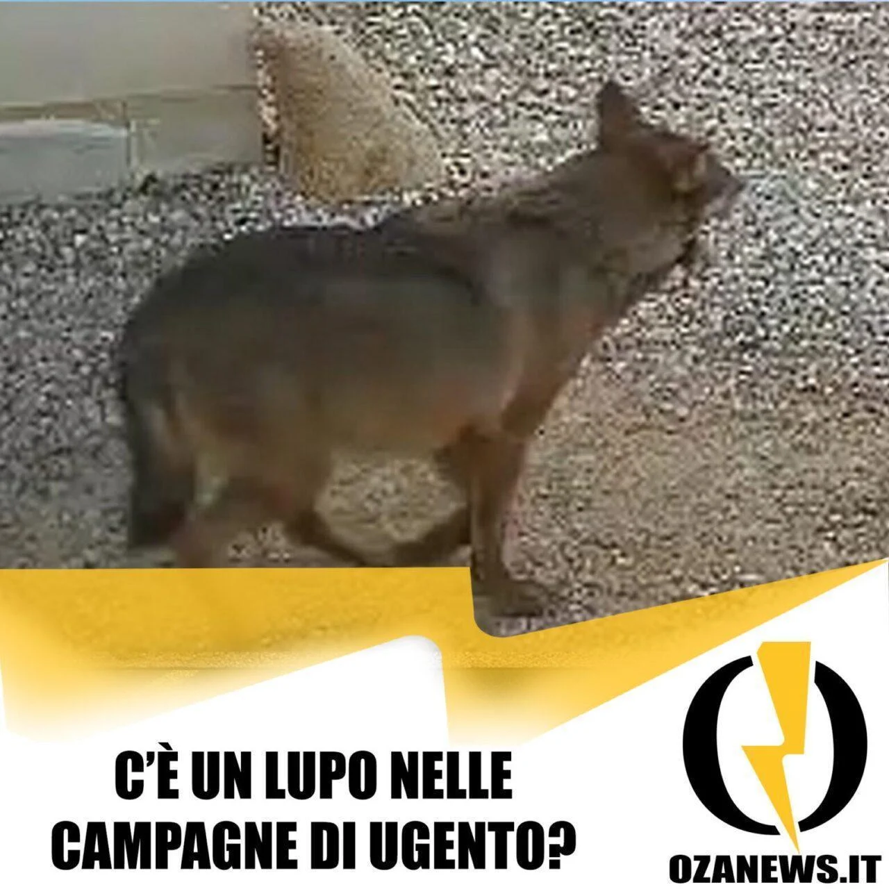 Mistero a Ugento: scomparsa cagnolina e sospetti di un lupo