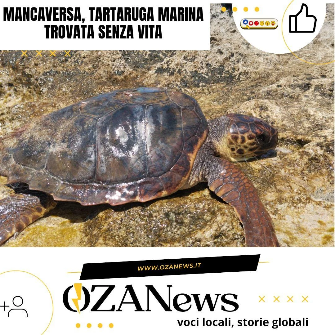 Mancaversa, tartaruga marina trovata senza vita
