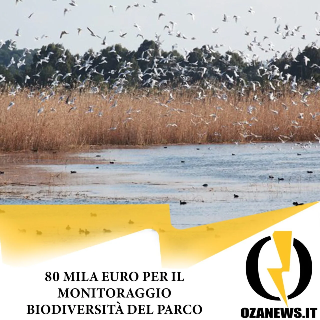 80 mila euro per monitoraggio biodiversità del Parco Litorale, posidonia e scogliere.