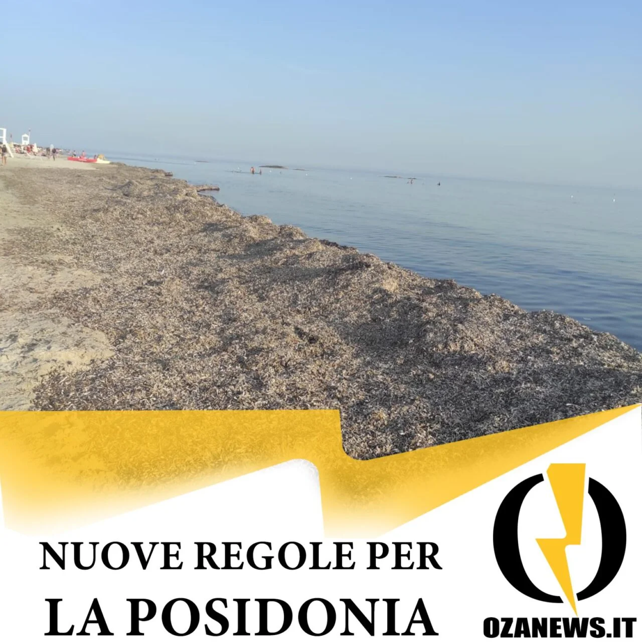 Nuove regole per la gestione della posidonia spiaggiata