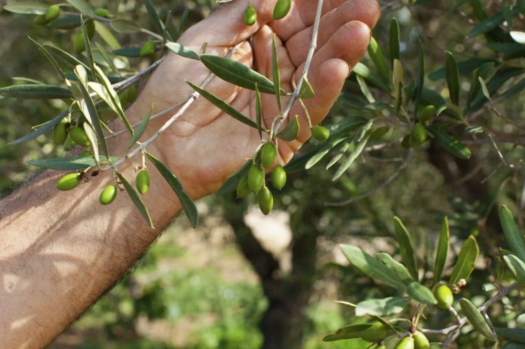 Immagine 2: OLEOTURISMO, UNA NUOVA OPPORTUNITÀ PER CONOSCERE E DEGUSTARE LA PUGLIA - Puglia