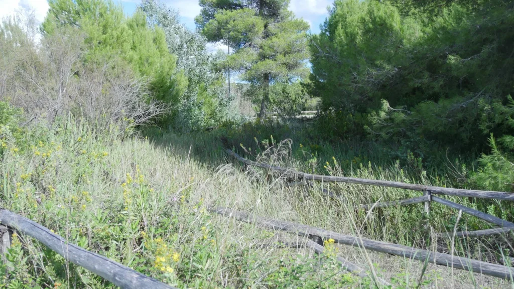 Immagine 8: Manutenzione Straordinaria al Parco Litorale di Ugento - Ugento