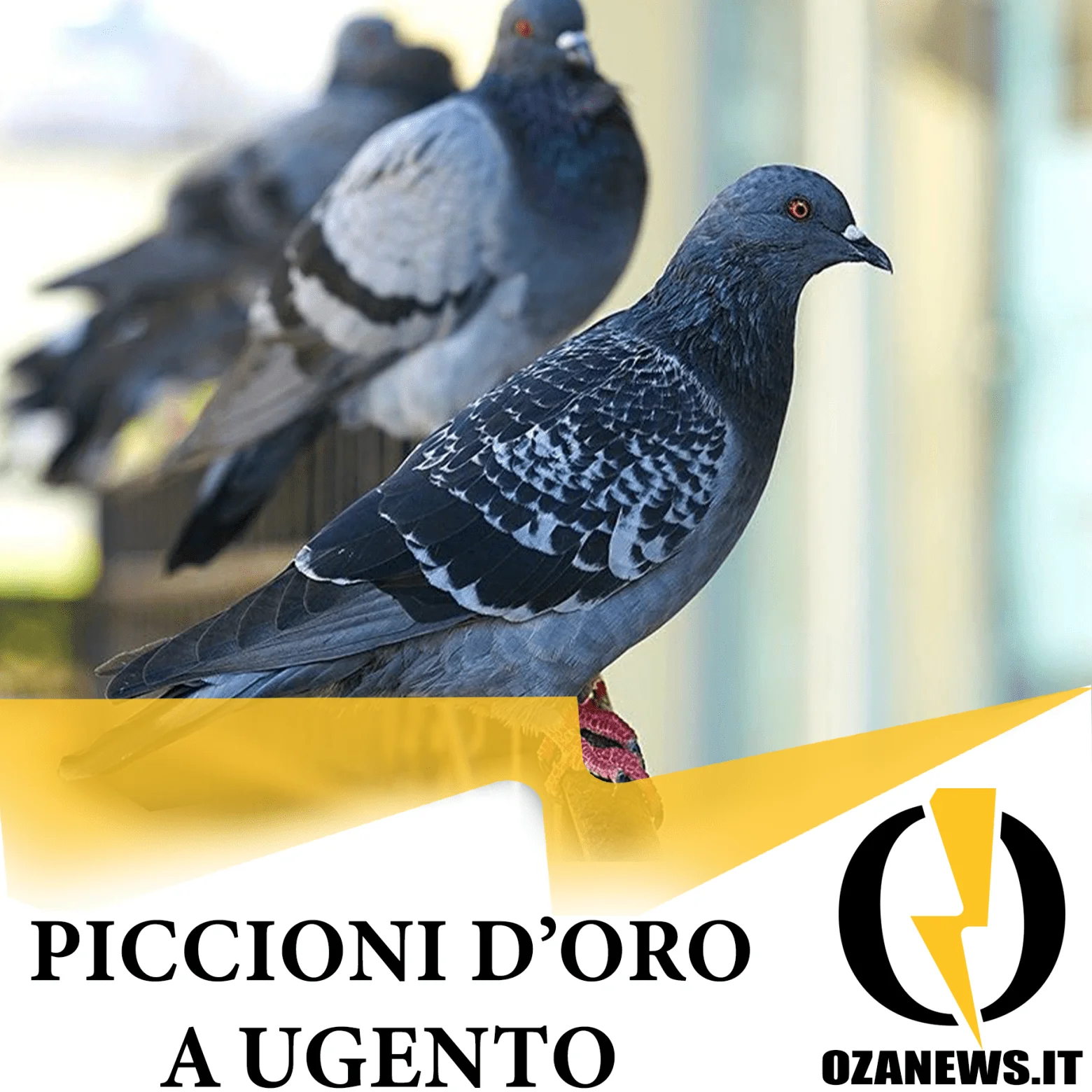 44mila euro per allontanare i piccioni da Ugento