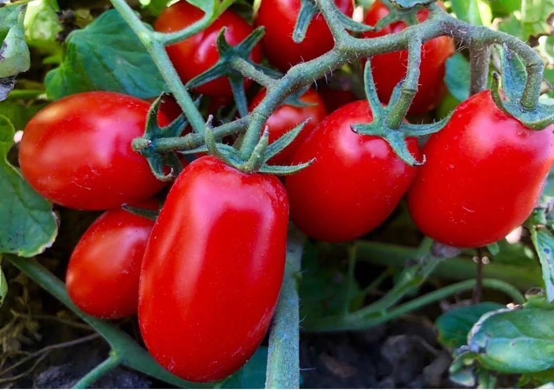 Preoccupazioni per il prezzo del pomodoro in Puglia