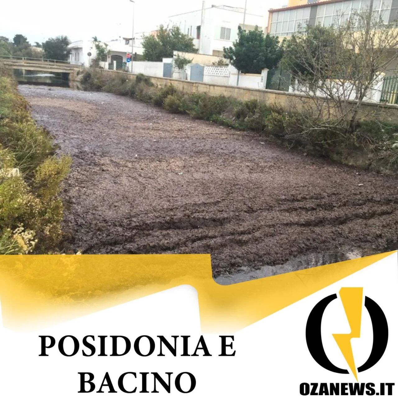 Posidonia e bacini: una convivenza difficile