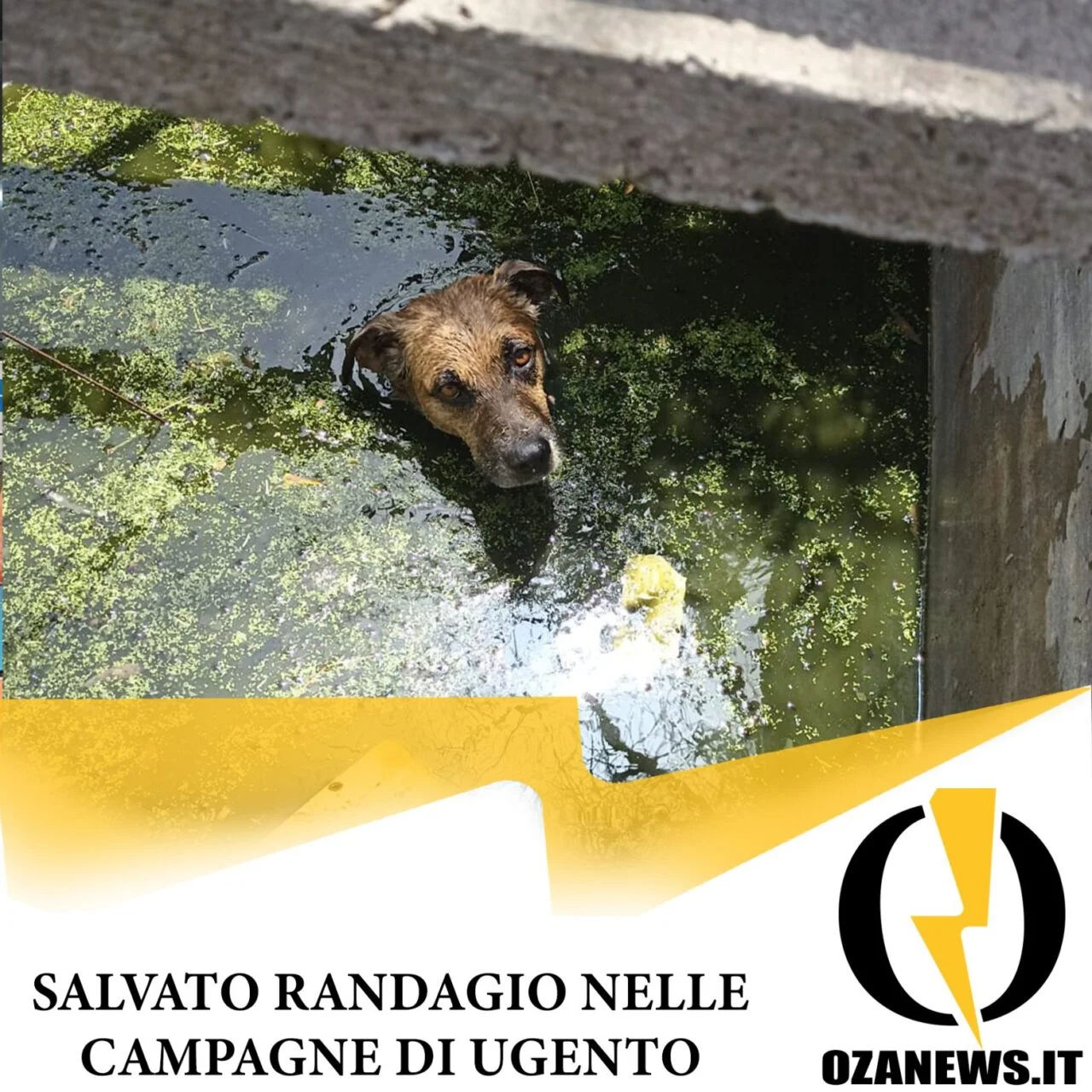 Randagio salvato nelle campagne di ugento – il video