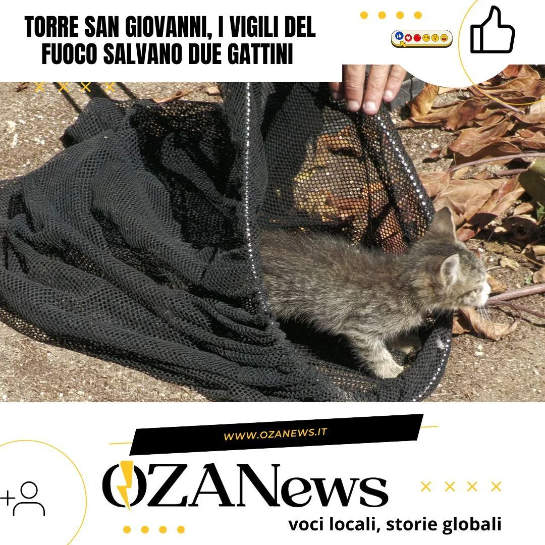 torre san giovanni i vigili del fuoco salvano due gattini