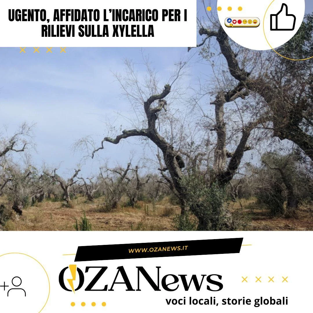 Ugento, affidato l’incarico per i rilievi sulla Xylella