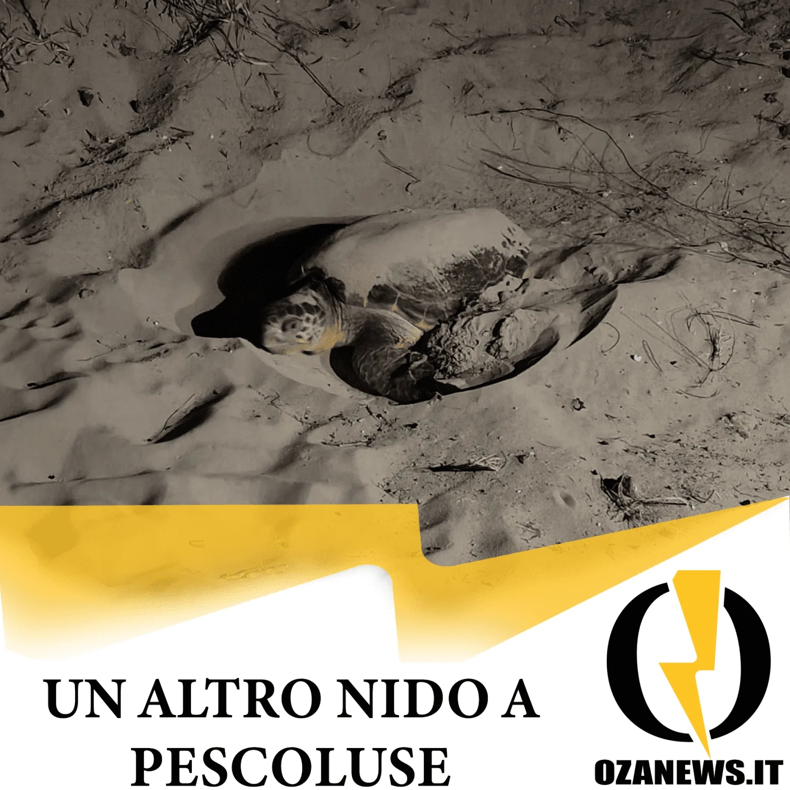 Terzo nido di tartaruga censito in Salento: questa volta a Pescoluse