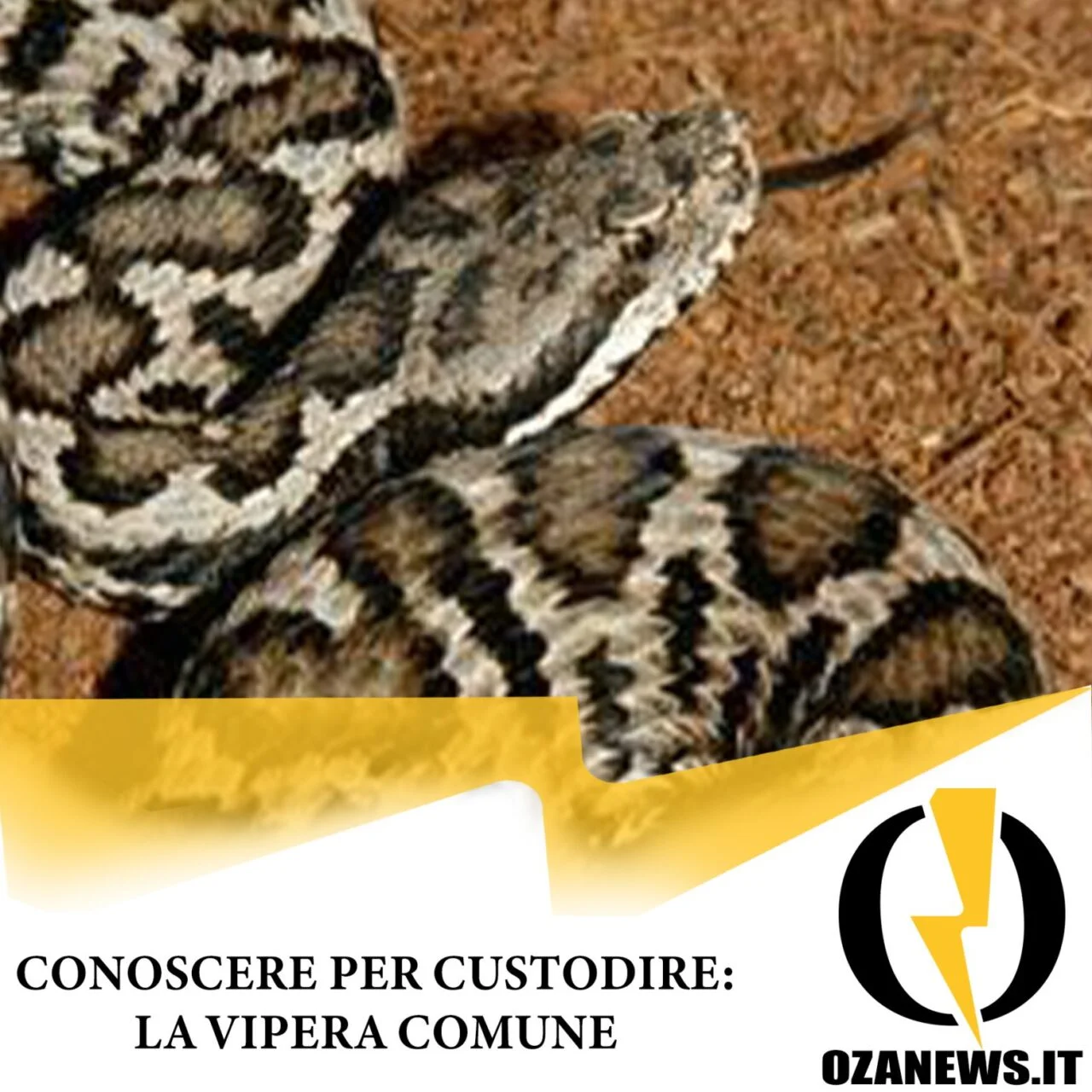 Conoscere per custodire: la vipera comune