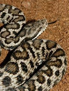 Vipera comune