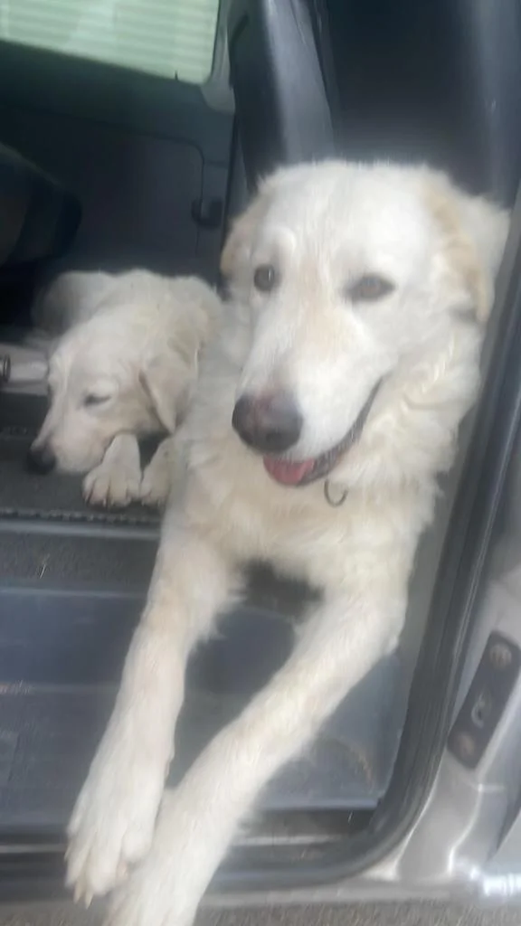 5 ore in macchina ad aspettare i vigili: finisce bene per due cani