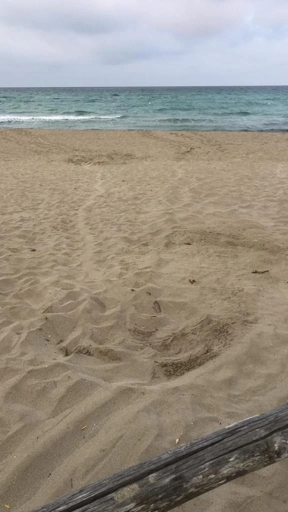nido di tartaruga torre san giovanni