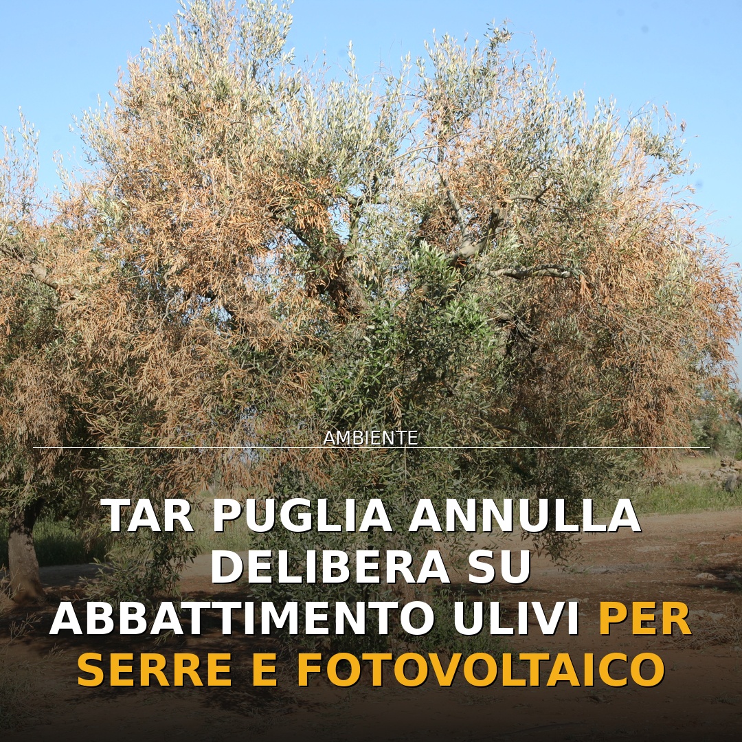 Tar Puglia annulla delibera su abbattimento ulivi per serre e fotovoltaico